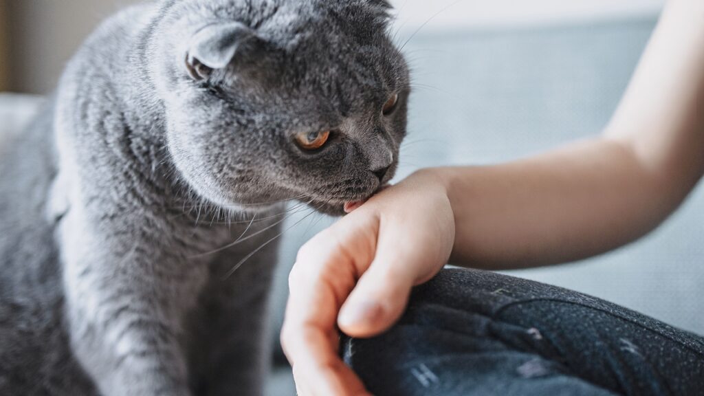 Kedi Sahiplerini Neden Yalar