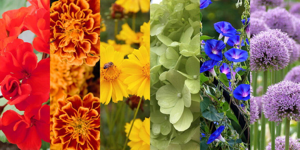 Bitkiler Renklerini Neden Alir