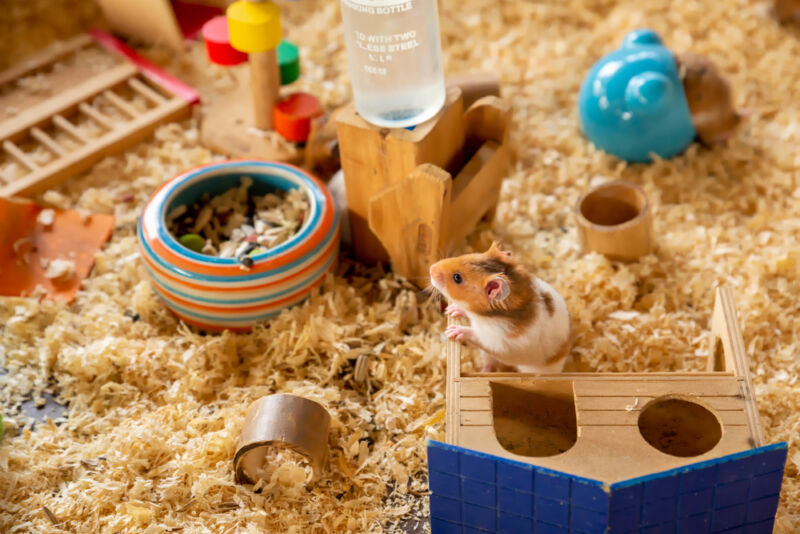 Evcil Hamster Kaç Yıl Yaşar?