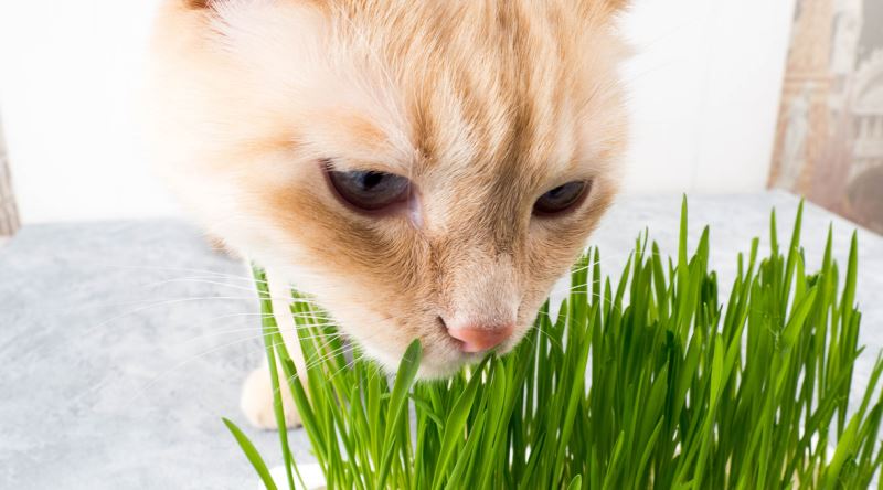 Kedi Cimi Kac Gunde Bir Verilir