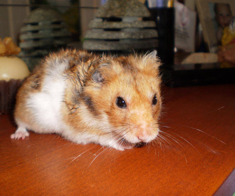 Hamsterlarda Tuy Dokulmesi Nedir
