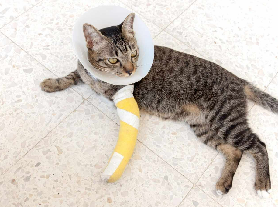 Kedi Ayak Kirigi Kac Gunde İyilesir