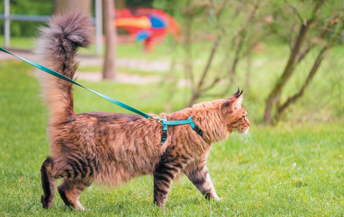 Kedi Tasmasi Kullanmak Ne Kadar Dogru