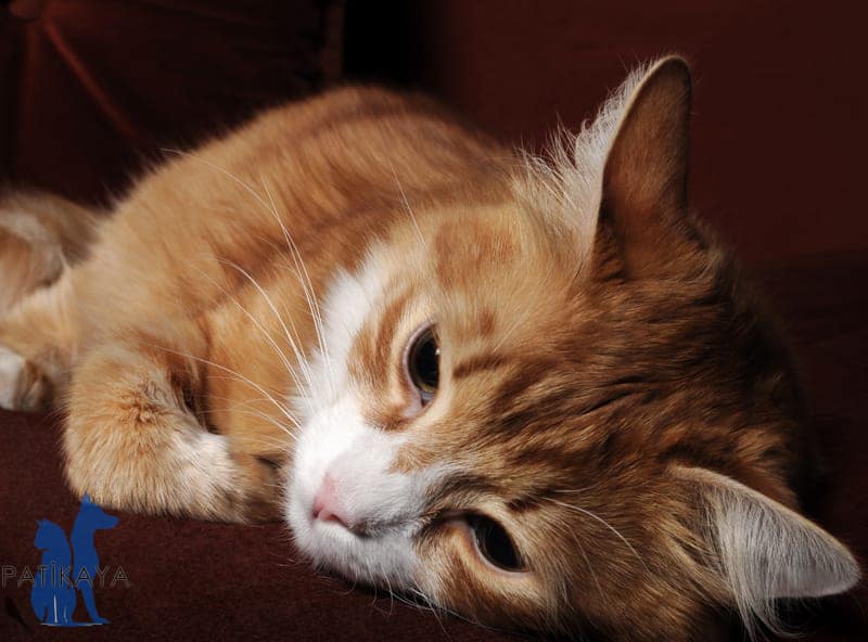 Kedilerde Goz Kaymasi