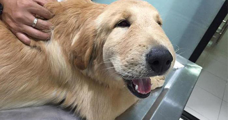 Kopeginizi Ari Sokunca Ne Yapmalisiniz