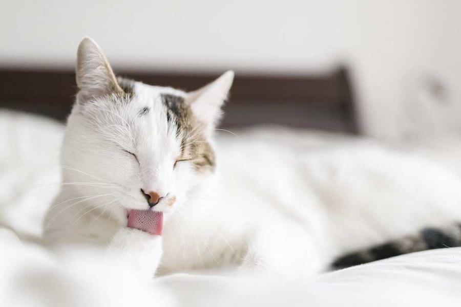 Odaya Sinmis Kedi Kokusu Nasil Giderilir